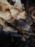 Sarcodontia pachyodon image