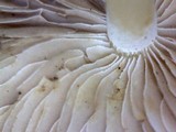 Inocybe geophylla image