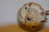 Inocybe geophylla image