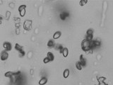 Inocybe geophylla image
