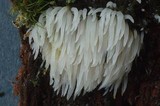 Mucronella pendula image