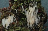 Mucronella pendula image