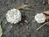 Amanita magniverrucata image