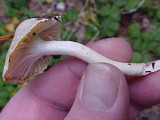 Camarophyllus borealis image