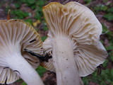 Camarophyllus borealis image