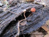 Mycena californiensis image