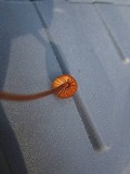 Mycena californiensis image