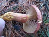 Chroogomphus vinicolor image