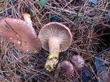 Chroogomphus vinicolor image