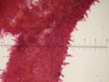 Chroogomphus vinicolor image