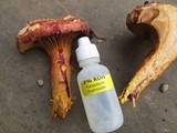 Chroogomphus vinicolor image