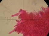 Chroogomphus vinicolor image