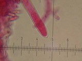Chroogomphus vinicolor image