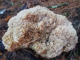 Sparassis crispa image