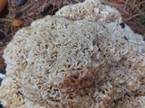 Sparassis crispa image