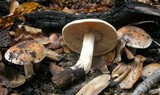 Hebeloma sinapizans image
