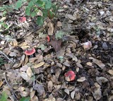 Russula cremoricolor image