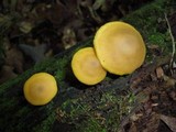 Callistosporium luteo-olivaceum image