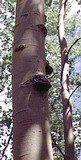 Phellinus tremulae image