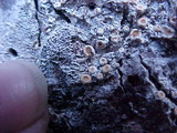 Ochrolechia oregonensis image