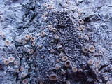Ochrolechia oregonensis image