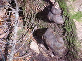 Fomitopsis ochracea image