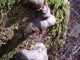 Fomitopsis ochracea image