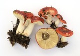 Russula cremoricolor image