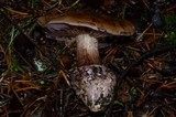 Cortinarius magicus image