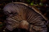 Cortinarius magicus image