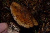 Cortinarius magicus image