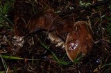 Cortinarius magicus image