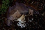 Cortinarius magicus image