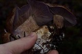 Cortinarius magicus image