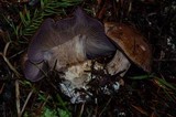 Cortinarius magicus image