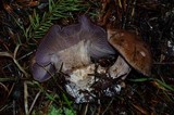 Cortinarius magicus image