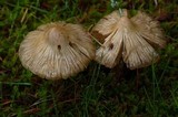 Inocybe sororia image