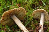 Inocybe sororia image