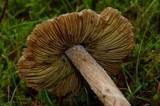 Inocybe sororia image