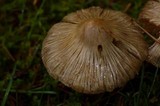 Inocybe sororia image