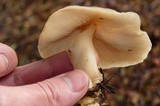 Rhodocollybia butyracea image