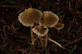 Psathyrella corrugis image