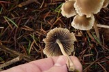 Psathyrella corrugis image