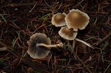 Psathyrella corrugis image