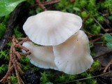 Hygrocybe russocoriacea image