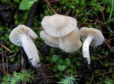Hygrocybe russocoriacea image