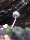 Mycena meliigena image