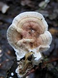 Byssomerulius corium image