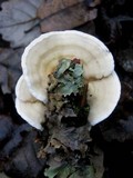 Byssomerulius corium image