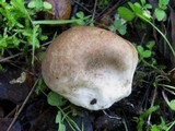 Lycoperdon pratense image